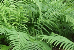 How to build a fernery for the side of your house