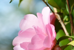 The benefits of keeping a shade garden