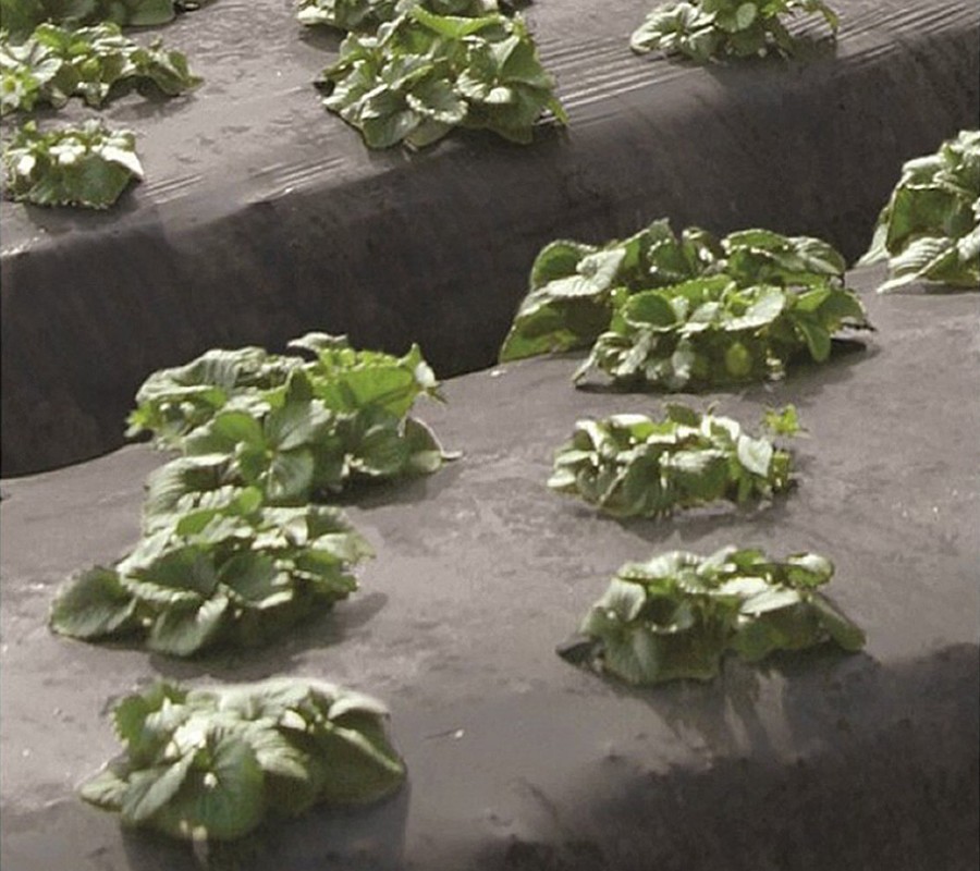 Coolaroo 1 83m X 5 0m Woven Weed Mat Mitre 10
