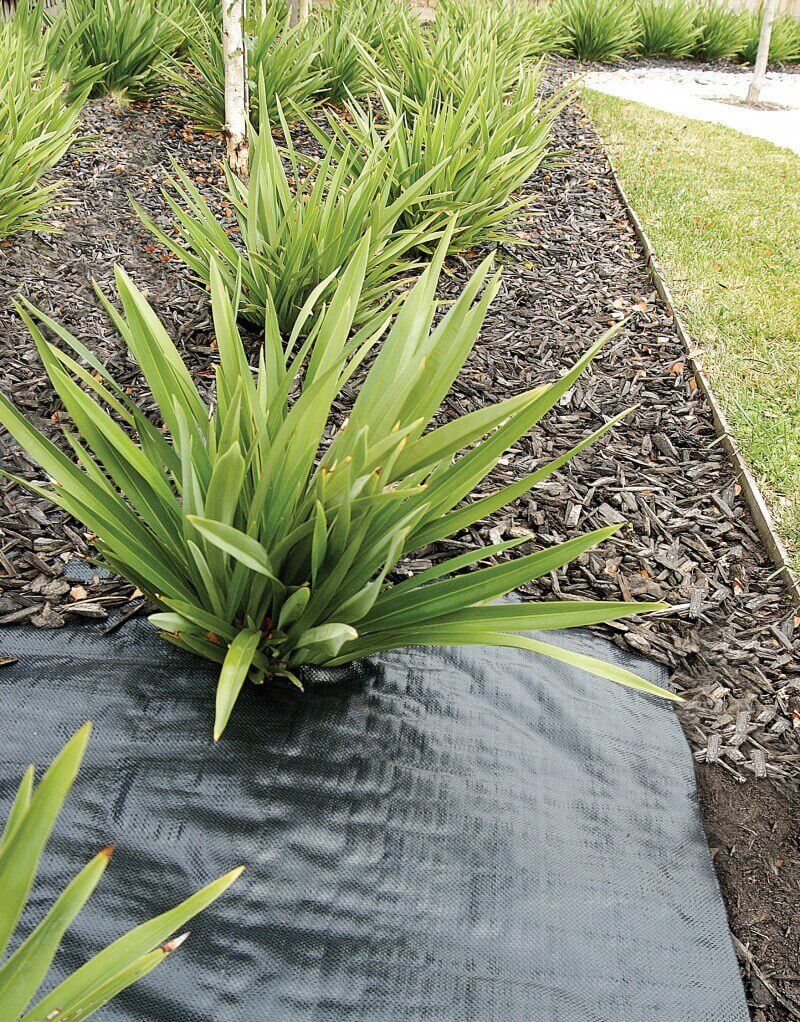 Plant with Shade fabric