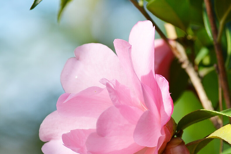 The benefits of keeping a shade garden